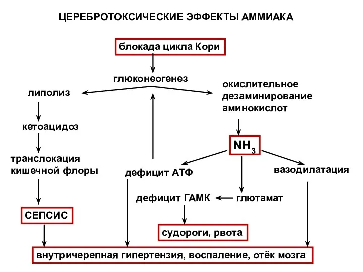 ЦЕРЕБРОТОКСИЧЕСКИЕ ЭФФЕКТЫ АММИАКА блокада цикла Кори глюконеогенез липолиз кетоацидоз транслокация