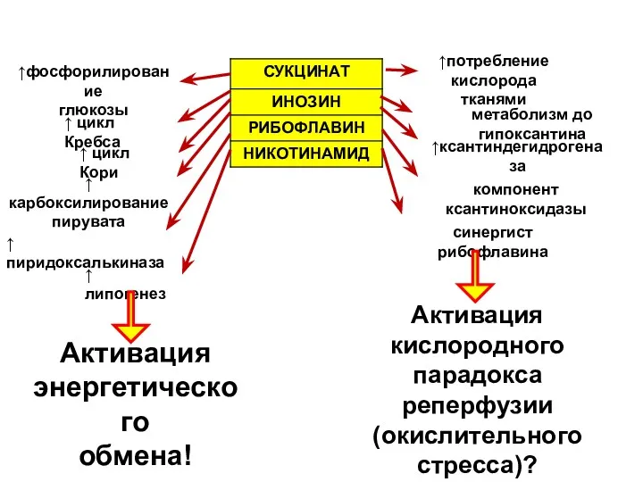 ↑фосфорилирование глюкозы ↑ цикл Кребса ↑ цикл Кори ↑ карбоксилирование