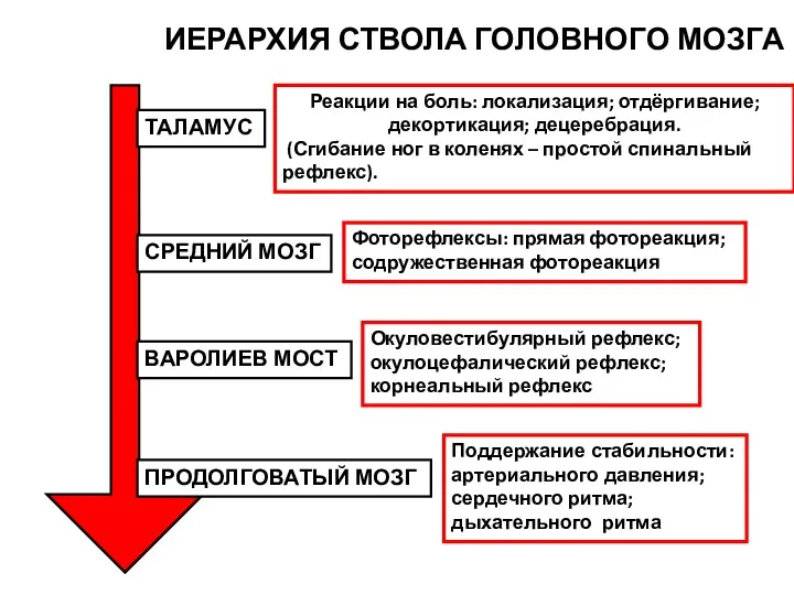 ТАЛАМУС СРЕДНИЙ МОЗГ ВАРОЛИЕВ МОСТ ПРОДОЛГОВАТЫЙ МОЗГ ИЕРАРХИЯ СТВОЛА ГОЛОВНОГО