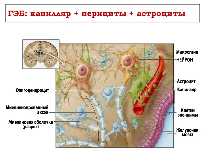 ГЭБ: капилляр + перициты + астроциты