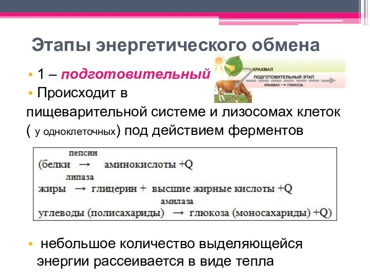 Этапы энергетического обмена 1 – подготовительный Происходит в пищеварительной системе