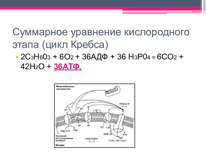 Суммарное уравнение кислородного этапа (цикл Кребса) 2C3H603 + 6O2 +