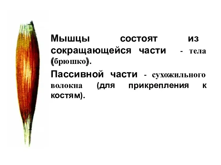 Мышцы состоят из сокращающейся части - тела (брюшко). Пассивной части - сухожильного волокна