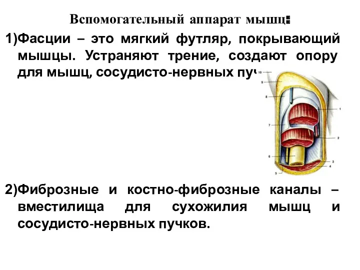 Вспомогательный аппарат мышц: Фасции – это мягкий футляр, покрывающий мышцы.