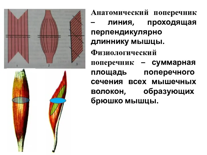 Анатомический поперечник – линия, проходящая перпендикулярно длиннику мышцы. Физиологический поперечник – суммарная площадь