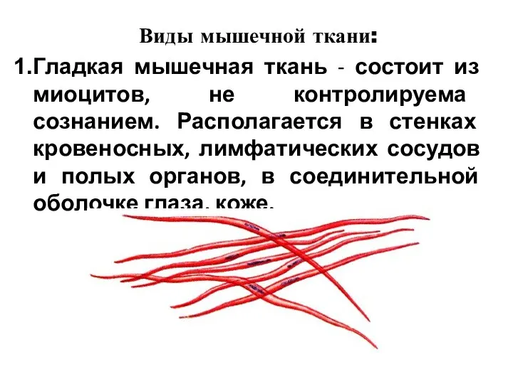 Виды мышечной ткани: Гладкая мышечная ткань - состоит из миоцитов, не контролируема сознанием.