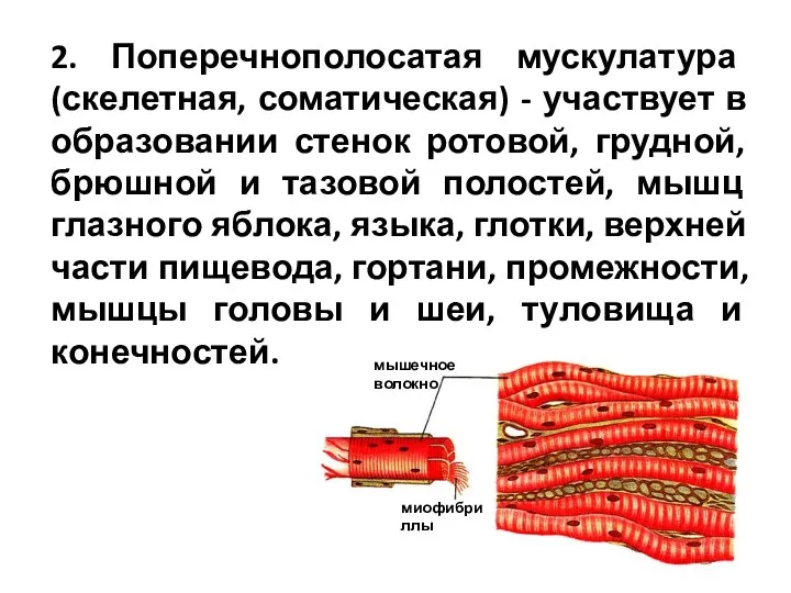 2. Поперечнополосатая мускулатура (скелетная, соматическая) - участвует в образовании стенок