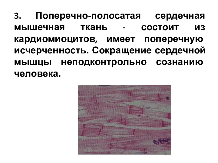 3. Поперечно-полосатая сердечная мышечная ткань - состоит из кардиомиоцитов, имеет поперечную исчерченность. Сокращение