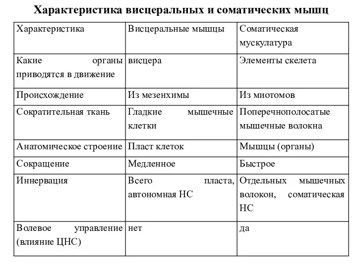 Характеристика висцеральных и соматических мышц