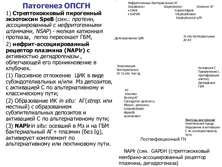 Патогенез ОПСГН 1) Стрептококковый пирогенный экзотоксин SpeB (син.: протеин, ассоциированный