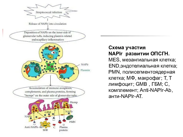 Схема участия NAPlr развитии ОПСГН. MES, мезангиальная клетка; END,эндотелиальная клетка;