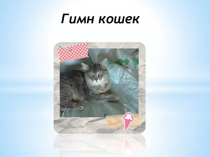 Гимн кошек