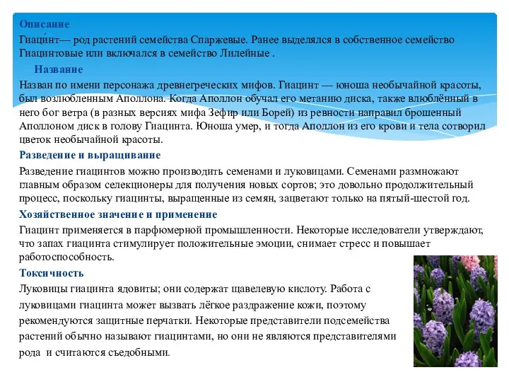 Описание Гиаци́нт— род растений семейства Спаржевые. Ранее выделялся в собственное семейство Гиацинтовые или