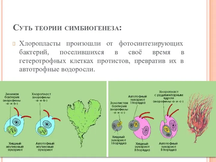Суть теории симбиогенеза: Хлоропласты произошли от фотосинтезирующих бактерий, поселившихся в
