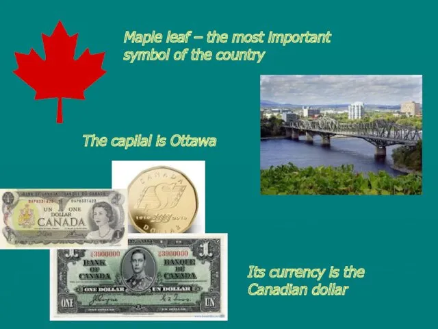 Maple leaf – the most important symbol of the country