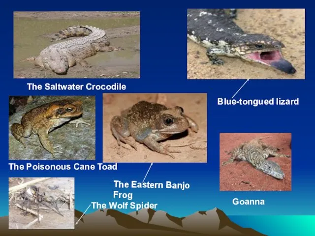 The Saltwater Crocodile Blue-tongued lizard Goanna The Eastern Banjo Frog