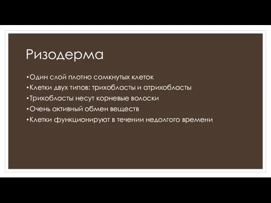 Ризодерма Один слой плотно сомкнутых клеток Клетки двух типов: трихобласты