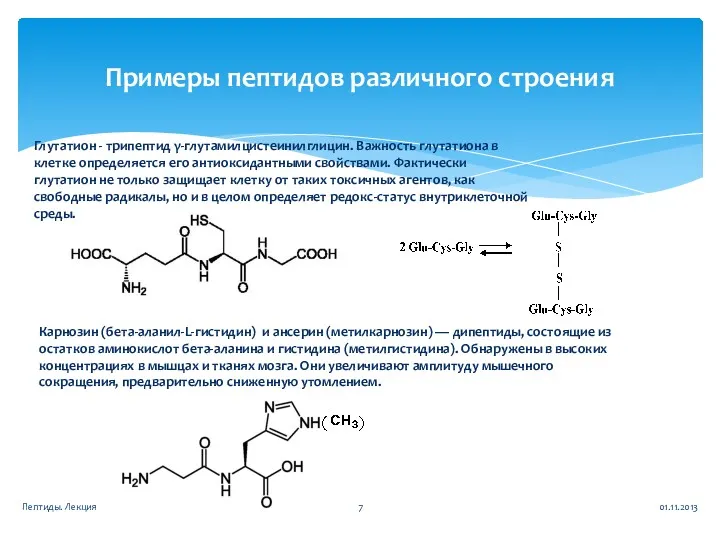 Примеры пептидов различного строения Глутатион - трипептид γ-глутамилцистеинилглицин. Важность глутатиона