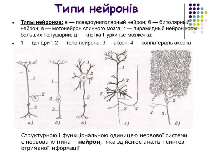 Типи нейронів Типы нейронов: а — псевдоуниполярный нейрон; б —