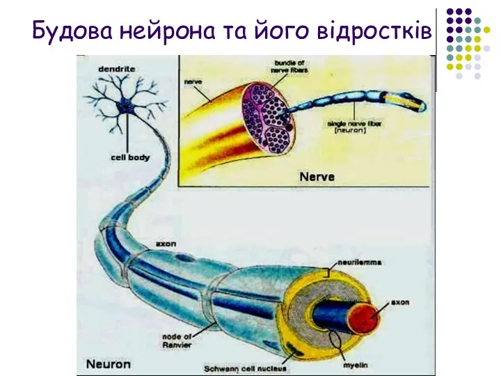 Будова нейрона та його відростків