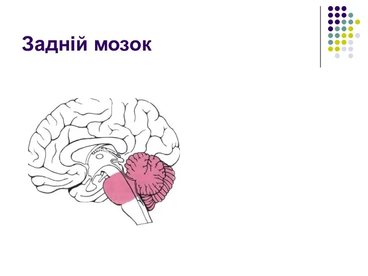 Задній мозок