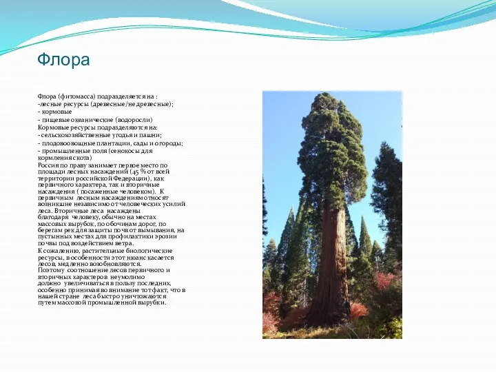 Флора Флора (фитомасса) подразделяется на : -лесные ресурсы (древесные/не древесные);