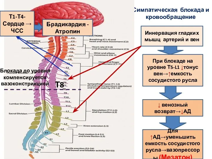 Симпатическая блокада и кровообращение Иннервация гладких мышц артерий и вен