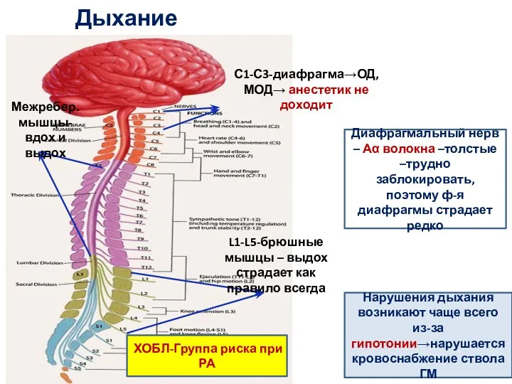 Дыхание Межребер. мышцы-вдох и выдох С1-С3-диафрагма→ОД, МОД→ анестетик не доходит