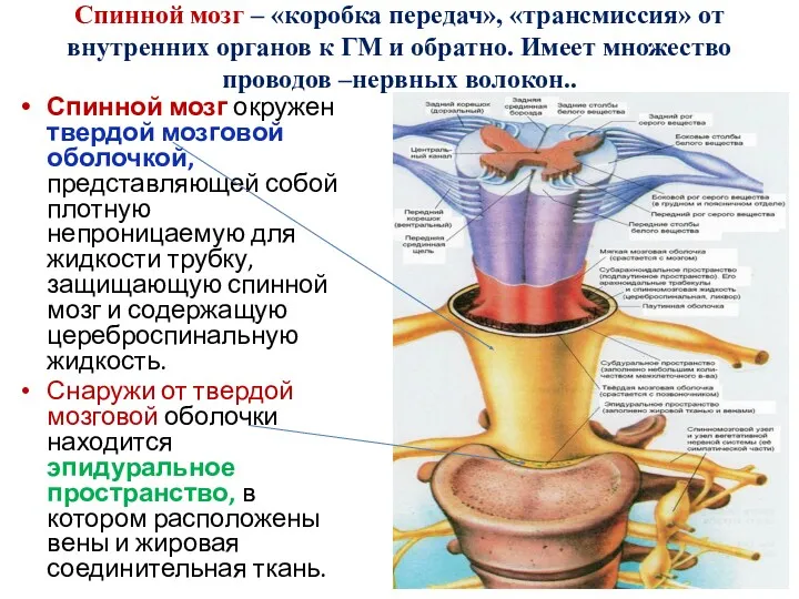 Спинной мозг – «коробка передач», «трансмиссия» от внутренних органов к