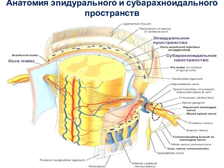 Анатомия эпидурального и субарахноидального пространств
