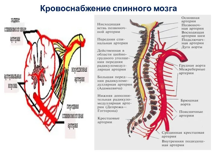 Кровоснабжение спинного мозга