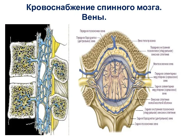 Кровоснабжение спинного мозга. Вены.