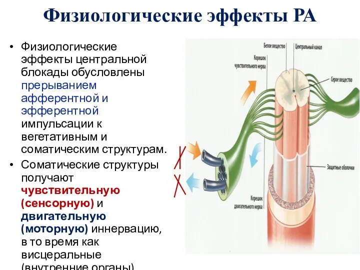 Физиологические эффекты РА Физиологические эффекты центральной блокады обусловлены прерыванием афферентной