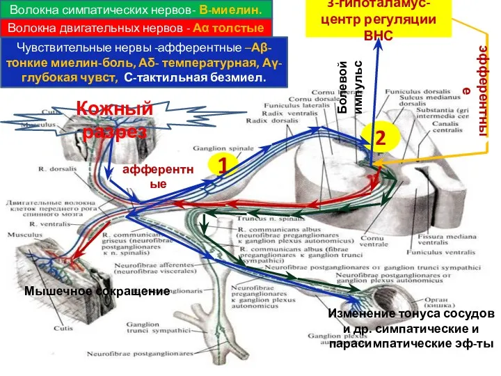 1 2 3-гипоталамус-центр регуляции ВНС афферентные эфферентные Волокна симпатических нервов-