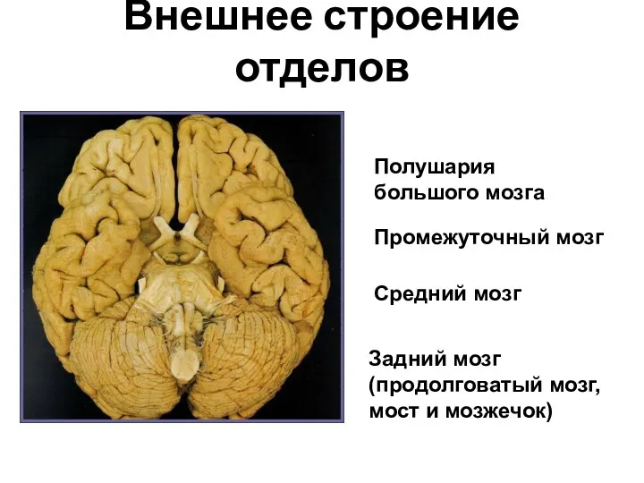 Внешнее строение отделов Задний мозг (продолговатый мозг, мост и мозжечок) Средний мозг Промежуточный