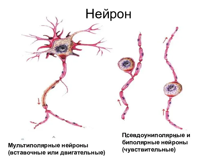 Нейрон Мультиполярные нейроны (вставочные или двигательные) Псевдоуниполярные и биполярные нейроны (чувствительные)