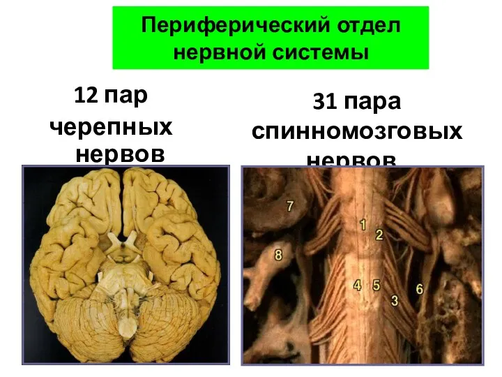 Периферический отдел нервной системы 12 пар черепных нервов 31 пара спинномозговых нервов