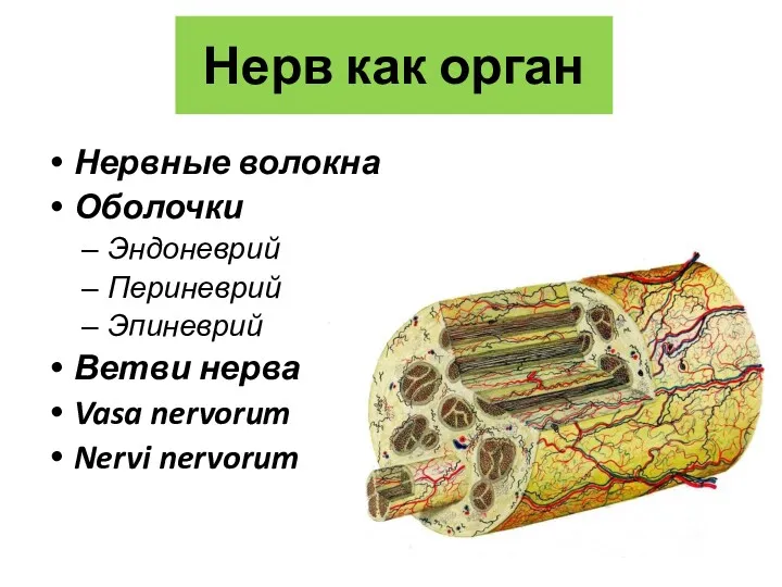 Нерв как орган Нервные волокна Оболочки Эндоневрий Периневрий Эпиневрий Ветви нерва Vasa nervorum Nervi nervorum