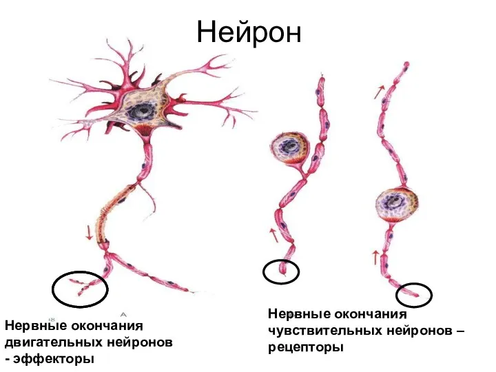 Нейрон Нервные окончания двигательных нейронов - эффекторы Нервные окончания чувствительных нейронов – рецепторы