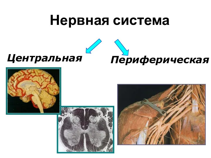 Нервная система Периферическая Центральная