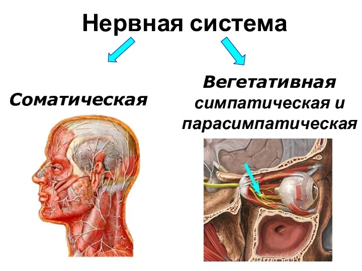 Нервная система Вегетативная симпатическая и парасимпатическая Соматическая