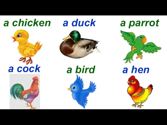 a chicken a duck a parrot a cock a bird a hen