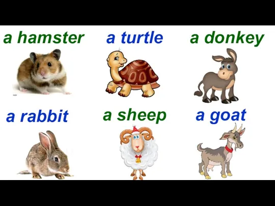 a hamster a turtle a donkey a rabbit a sheep a goat