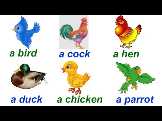 Start a bird a cock a hen a duck a chicken a parrot