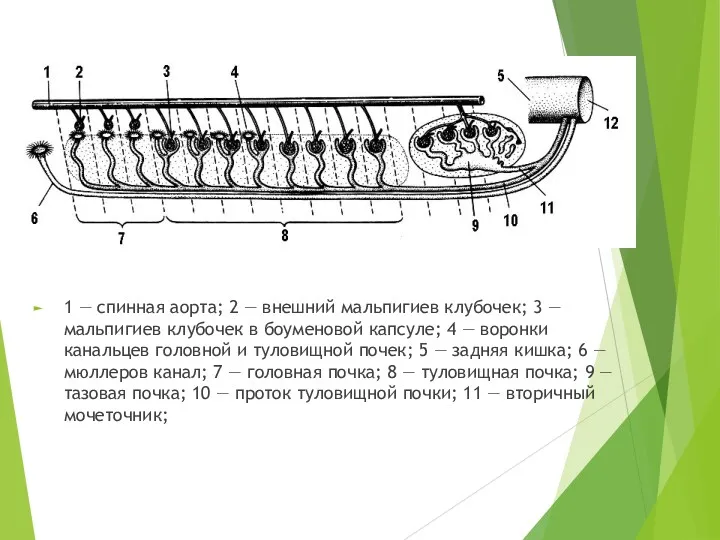 1 — спинная аорта; 2 — внешний мальпигиев клубочек; 3 — мальпигиев клубочек