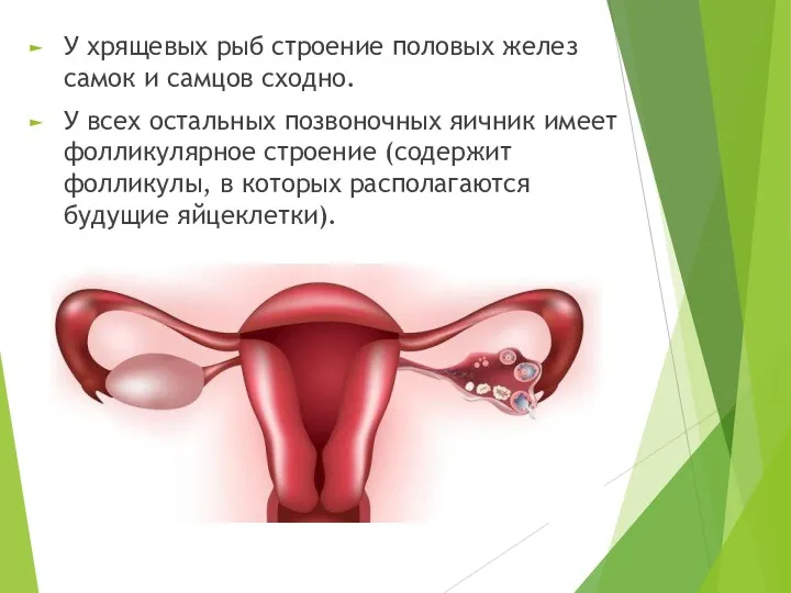 У хрящевых рыб строение половых желез самок и самцов сходно. У всех остальных