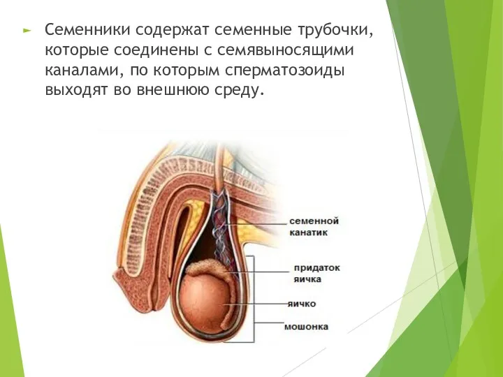 Семенники содержат семенные трубочки, которые соединены с семявыносящими каналами, по которым сперматозоиды выходят во внешнюю среду.