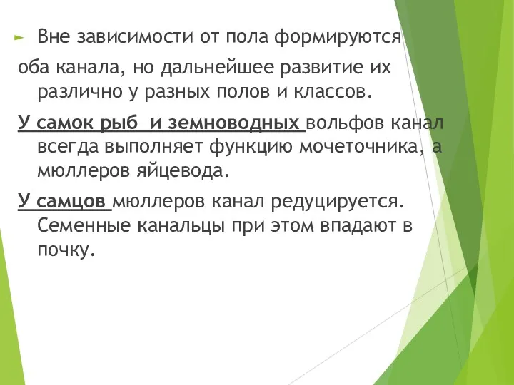 Вне зависимости от пола формируются оба канала, но дальнейшее развитие их различно у