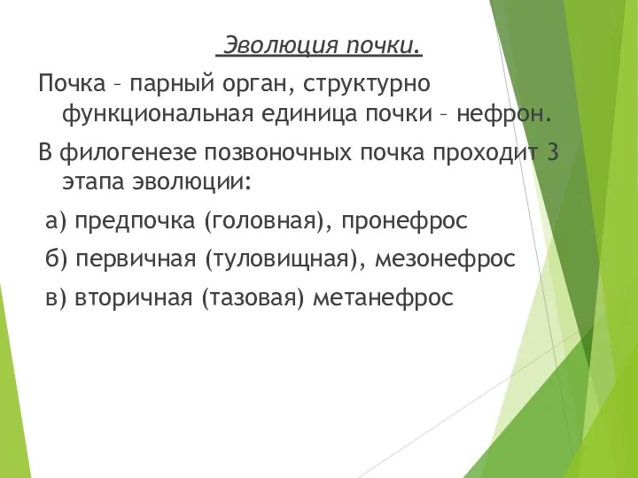 Эволюция почки. Почка – парный орган, структурно функциональная единица почки – нефрон. В