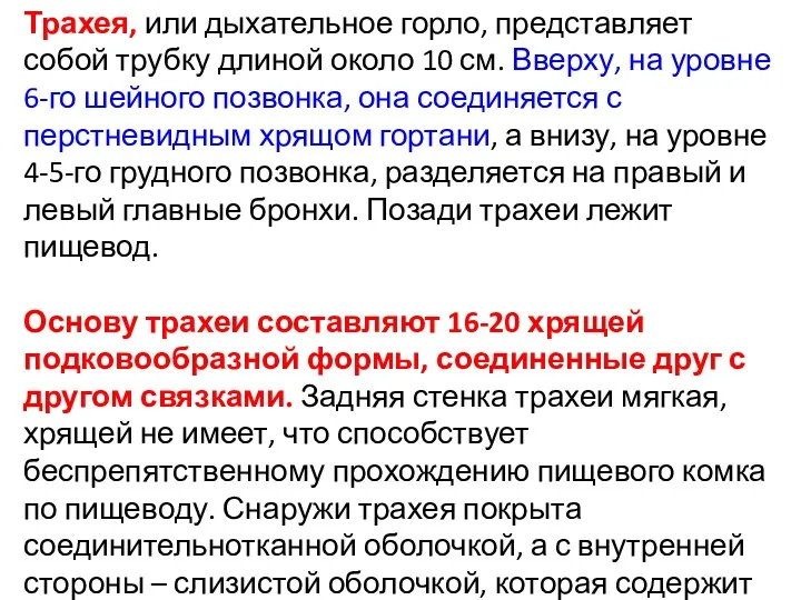 Трахея, или дыхательное горло, представляет собой трубку длиной около 10